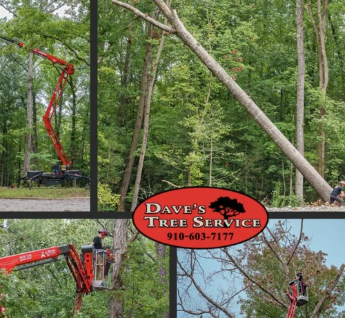 Professional tree removal