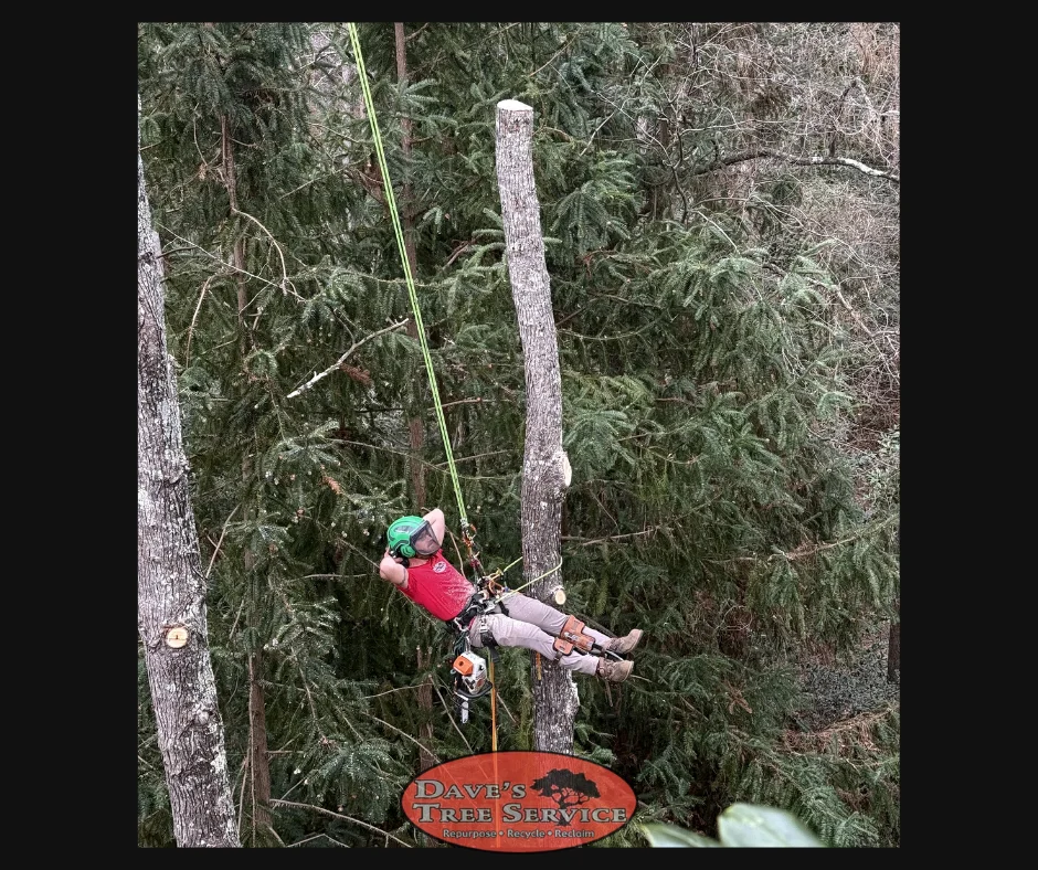 Dave's Tree Service professional tree work in Vass NC