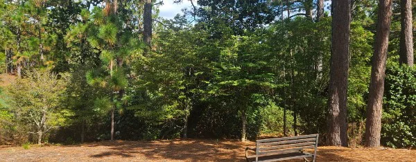 Heavy equipment and skilled tree care in Vass NC