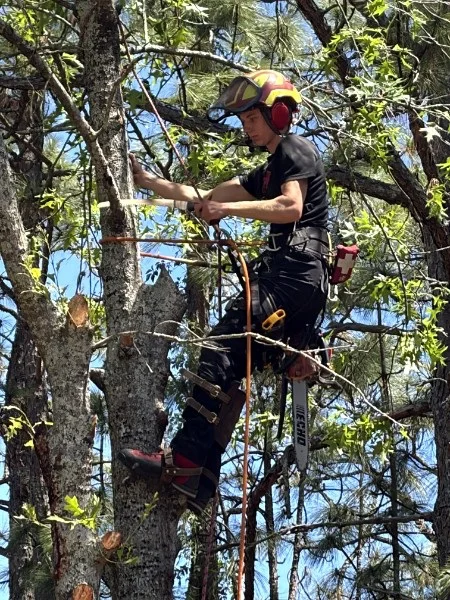 Completed tree service project by Dave's Tree Service NC